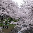 桜2011 (6)