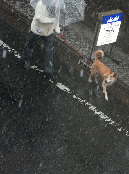 淡雪写真館 (9)