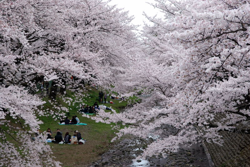 桜2011 (6)