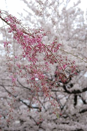枝垂れ桜2011