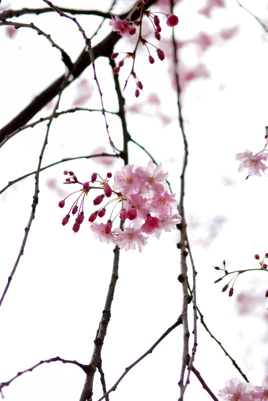 枝垂れ桜2011 (4)