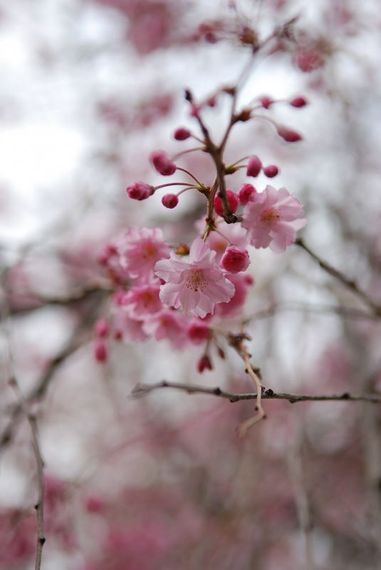 枝垂れ桜2011 (2)