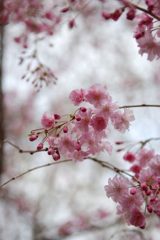 枝垂れ桜2011 (3)