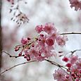 枝垂れ桜2011 (3)