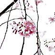 枝垂れ桜2011 (4)