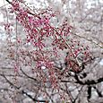 枝垂れ桜2011