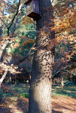 平林寺2011 (10)