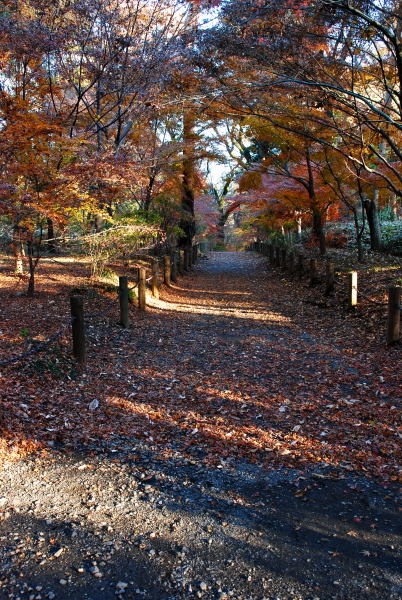 平林寺2011 (11)