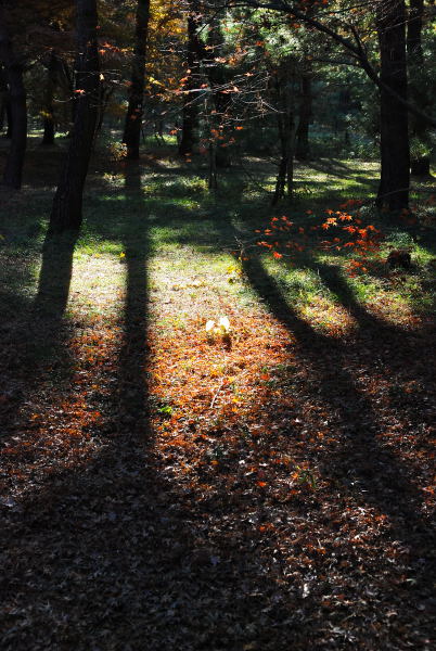 平林寺2011 (7)