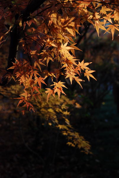 平林寺2011 (12)