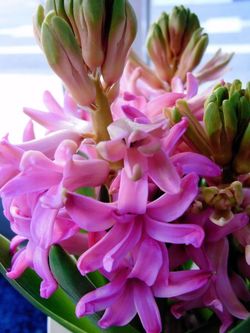 Hyacinth