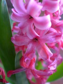 Hyacinth (6)