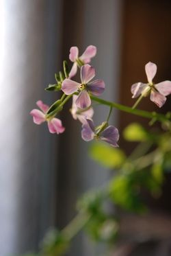 聖護院大根の花 (2)