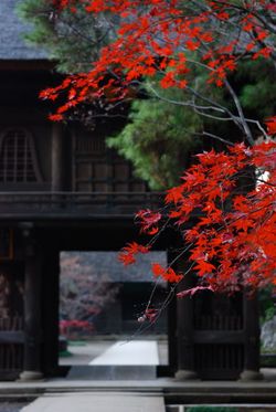 平林寺2011 (16)