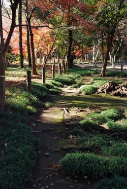 平林寺2011