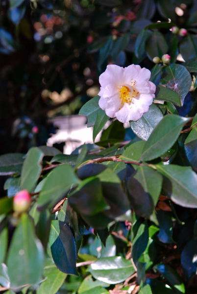 平林寺2011 (5)