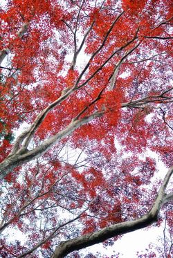 平林寺2011 (14)