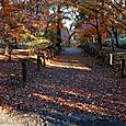 平林寺2011 (11)