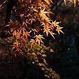 平林寺2011 (12)