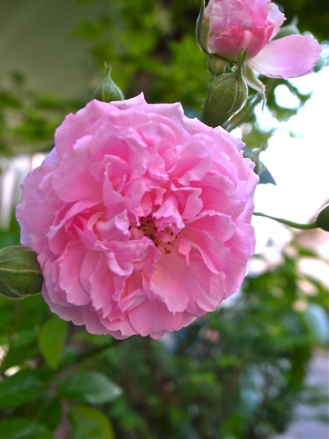 ミニ薔薇4