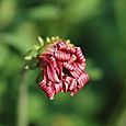 Rose&Herb Garden07