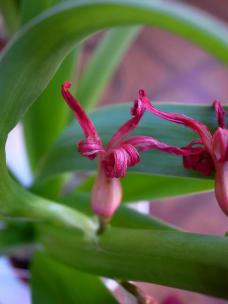 なんの花？