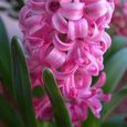 Hyacinth (3)