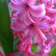 Hyacinth (6)