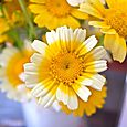 春菊の花1