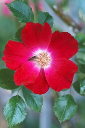 Rose&Herb Garden10 Rose&Herb Garden10