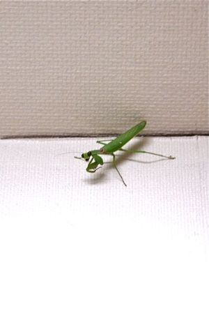 カマキリのお客さん