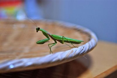 カマキリのお客さん-4