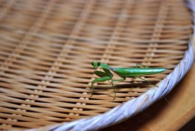 カマキリのお客さん-3