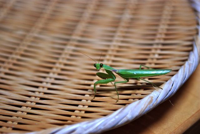 カマキリのお客さん-3