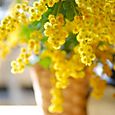 Mimosa