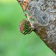 ウチワサボテンの新芽-2
