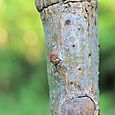 ウチワサボテンの新芽