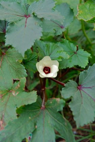 島オクラ「島の恋」の花