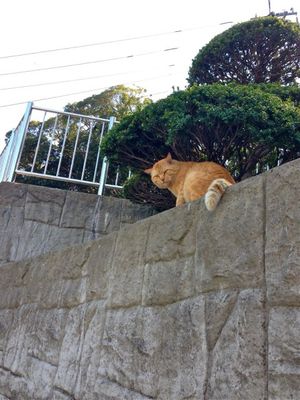 ねこ