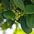 マサキの花-2