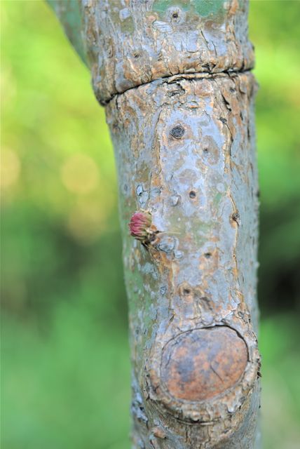 ウチワサボテンのつぼみ？