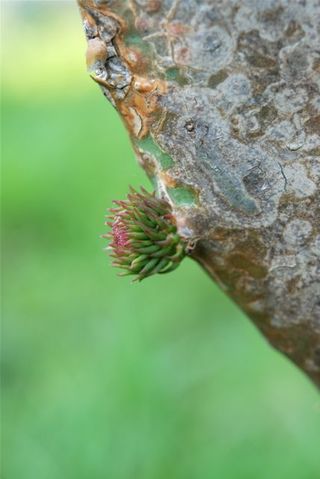 ウチワサボテンのつぼみ？