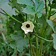 島オクラ「島の唄」の花