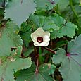 島オクラ「島の恋」の花
