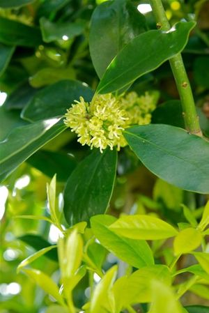 マサキの花