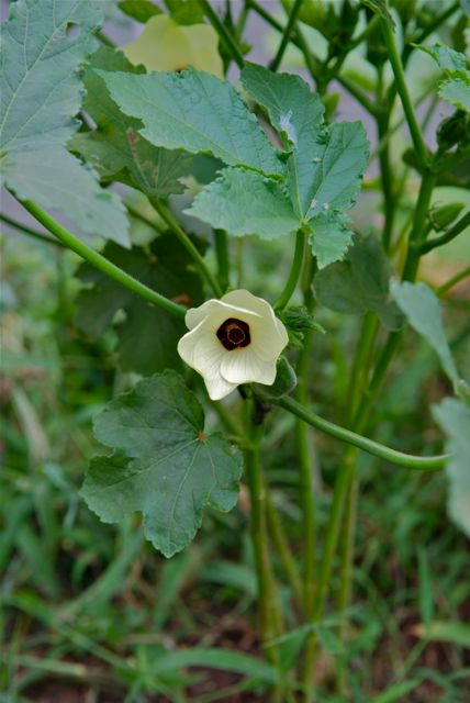 島オクラ「島の唄」の花