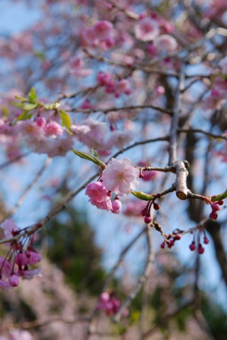 2017年の桜-2