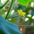 キュウリの花