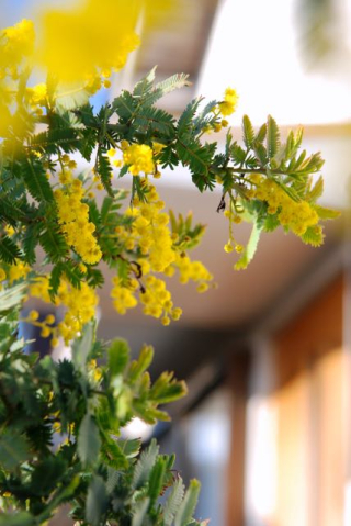 銀葉の舟 植物図鑑