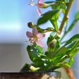 クコの花